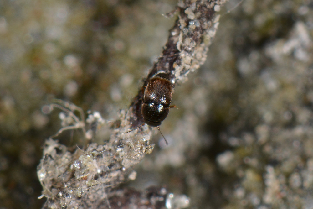 Ptiliidae: Acrotrichis sp.